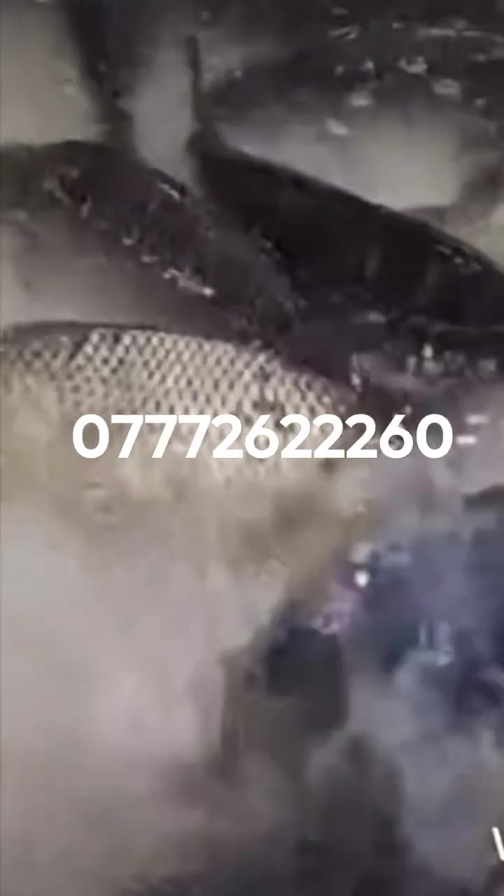 العروض مستمره زبائنه غداء وعشاء
توصيل مجاني 
عرض أبو 12 الف مستمر
سمجه وزن كيلو وربع 
صينيه تمن ومرك وسط
خبز وزلاطه مع توصيل
أرقام الحجز
***********
***********
