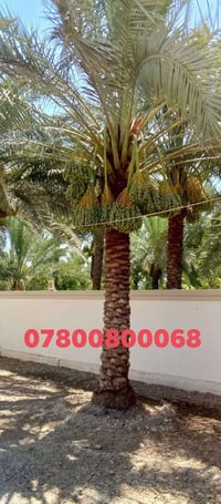مرجوحه • للبيع • واسط