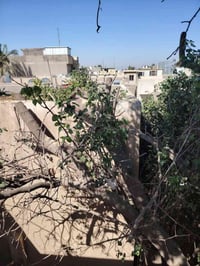 جاهزون لقطع الأشجار والنخيل العالقة بالاسلاك الكهربائية والعملاقة والص...