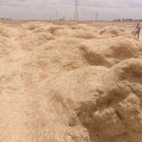 تبن • تبن للبيع • شليف تبن • علف حيوانات • أعلاف • تبن العراق • توصيل ...