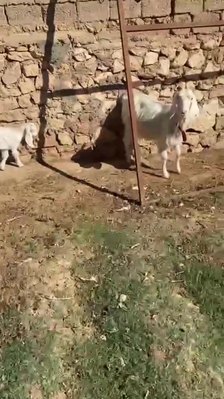 بسم الله ماشاءالله 
عنز للبيع ام رابع شرط سن وشطر ونصاح 
جاروشه ماشاءالله بل اكل وصخلتها ناشطتها وتاكل 
السعر 250 بلاش ضره وحليب خير من الله ضرتها جيس


**إذا كنت صاحب هذا الإعلان وتريد حذفه لأي سبب، رجاءا أرسل رسالة إلى الدعم الفني**