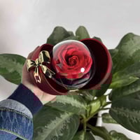 ديكور منزلي • سعر مناسب • للبيع