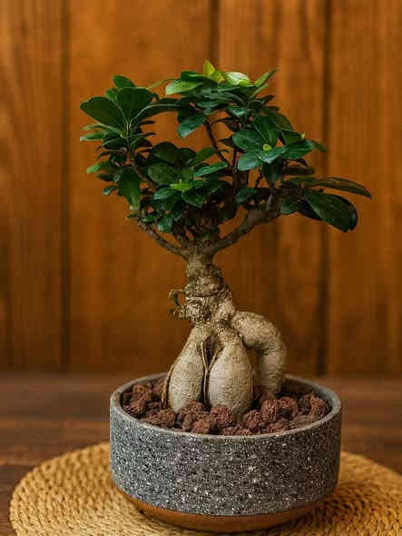 أسعد الله مسائكم بكل خير متابعيني الكرام 🌹
نورتوا المشتل وكل يوم نفاجئكم بالأجمل 🌿✨
اللي يحب الخضار والزرع لا يفوّت هالوجبة وصلت تبارك الرحمن… أسعار حلوة ونباتات أجمل ❤️🌱
شجرة ✨ بونساي – لمسة فنية راقية تزين أي زاوية في بيتك!
إذا كنتِ تبحثين عن نبتة فريدة تلفت النظر وتمنح المكان روحًا هادئة… فـ البونساي هي الخيار المثالي 🌿✨
✔️ شكل جذع مميز يعطي ديكور فاخر
✔️ مناسبة للمكاتب وغرف الجلوس
✔️ سهلة العناية ولا تحتاج ريّ كثير
✔️ تعيش لسنوات طويلة وتكبر معك بجمال
أضيفي لمسة طبيعية أنيقة لبيتك وخلي الزوايا تحكي جمال 🌱💚
متوفر في مشتلنا 🪴🪴🪴🦋💕
📩 للاستفسار والمراسلة عبر الواتساب:
***********
🚚 خدمة توصيل داخل ناحية الحمزة فقط
🧑‍🌾 ويوجد كادر متخصص للتنظيف والزراعة
📍 العنوان:
بابل – الحمزة الغربي
حي الحسين – قرب عباس برهي للجملة
مقابل مدرسة المكرمه 
💚 زيارتكم تشرفنا ونورتونا بأي وقت

🌿
