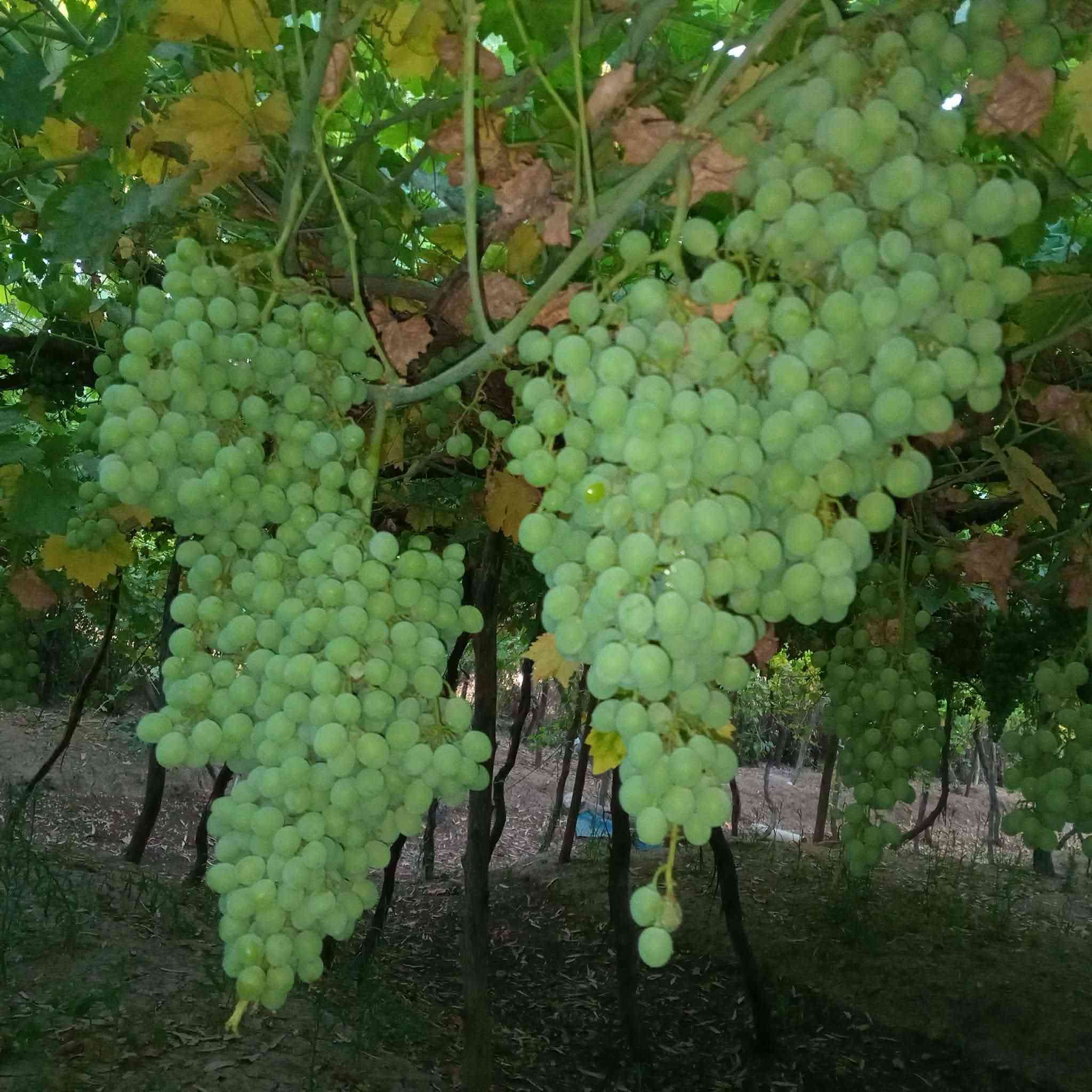 بەرسیلەی تەڕو تازە، هی باخی خۆمانە، نرحی گونجاوە، شاری کـــــەلار، گەیاندنمان هەیە..

***********

***********
وەتس ئەپی لەسەرە
