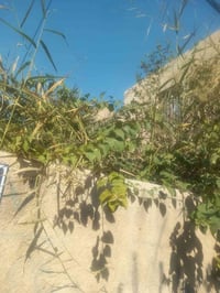 بيت • الشعب • ٢٩٦م