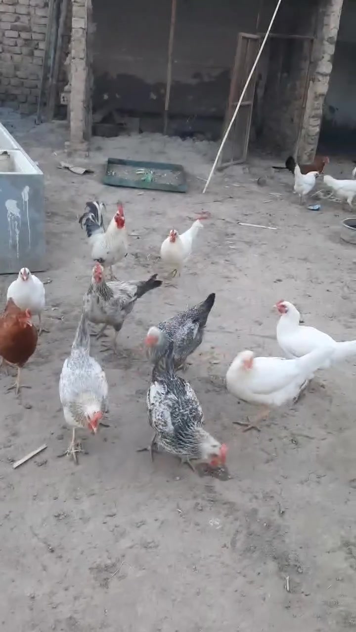 صلو عل نبي
اخوان ٢٠ دجاجه +٥ ديوجه الدجاج كله بيض خشنات ملقحات صحه خير من الله الدجاجت متعوب عليهن حيل الوان كلش حلوه الدجاجت خير من الله هاذا تصوير مكانهن #حالين هنه يمي بل #محل جبتهن للمحل #عنواني #المحاويل. مقابيل كراج المحاويل عل شارع العام قرب مركز الشرطه اليريد من عدهن يتفضل #للمحل اني بخدمته ماعدي حجز #عنون المحل المحاويل مقابيل كراج المحاويل


**إذا كنت صاحب هذا الإعلان وتريد حذفه لأي سبب، رجاءا أرسل رسالة إلى الدعم الفني**