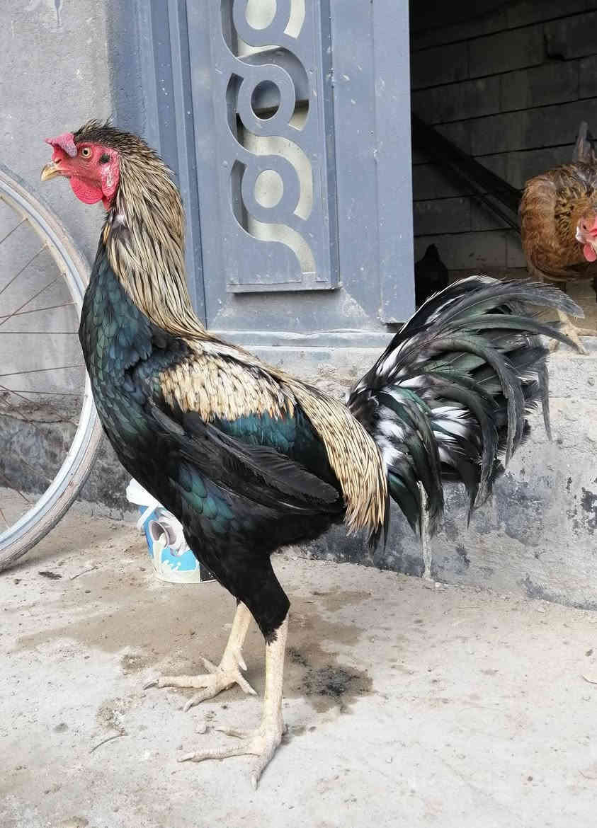 السلام عليكم  الديچ للبيع كامل لقاحات رقم التلفون *********** العنوان الهارثه منطقة الماجديه
