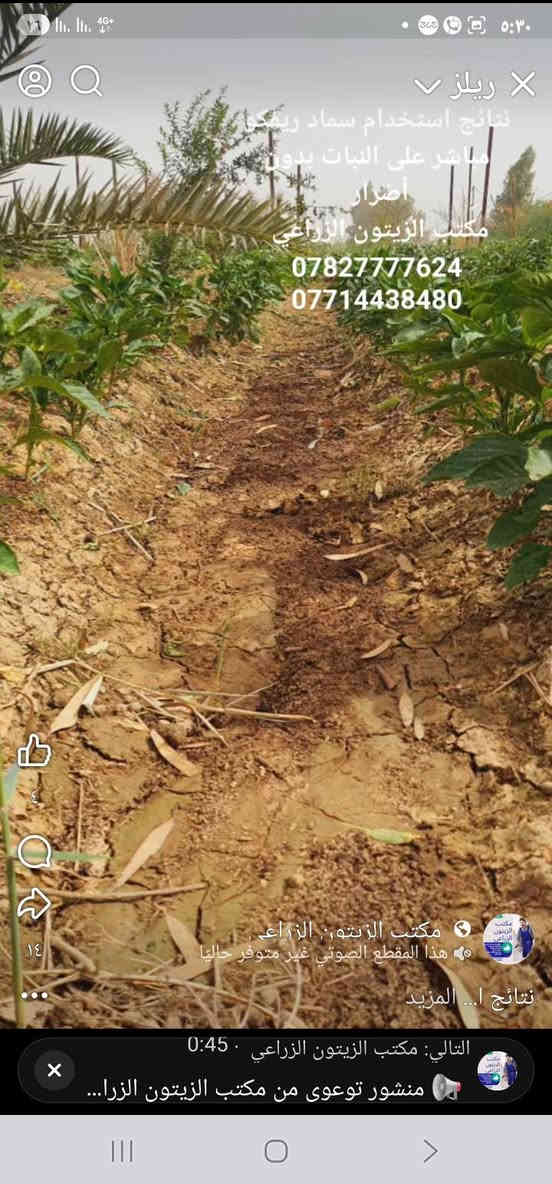 مكتب الزيتون الزراعي – بإدارة المهندس جمال السامرائي
واســط / قضاء الزبيديــة

 سماد "ريفكو"  سعر الطن ١٦٠ الف مطروح بالزبيدية 
سماد دواجن  معقم مبستر خالي من الفطريات و البكتريا وبذور الادغال 

فوائد سماد ريفكو:

ينشّط التربة ويزيد من نسبة الأوكسجين الضروري لجذور النبات.

يُغذي النبات بالعناصر الكبرى (NPK) بشكل طبيعي ومتوازن.

يحسّن قدرة التربة على الاحتفاظ بالرطوبة، ويقلل من تكرار الري.

ينشّط الكائنات الحية الدقيقة النافعة، ويعيد الحيوية البيولوجية للتربة.

يرفع خصوبة التربة ويُحسّن بنية الأرض الزراعية على المدى البعيد.

آمن وفعّال لجميع أنواع المحاصيل (الخضر، الحبوب، الأشجار المثمرة).

يساعد في تقليل الملوحة وتحسين امتصاص العناصر الغذائية.

للاستفسار عن كمية وطريقة الاستخدام:
***********
***********

مكتب الزيتون الزراعي – ثقة المزارعين وخبرة المهندس جمال السامرائي
