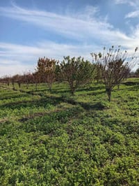 بستان مشمش • ١ دونم • السنجك حي الفرات