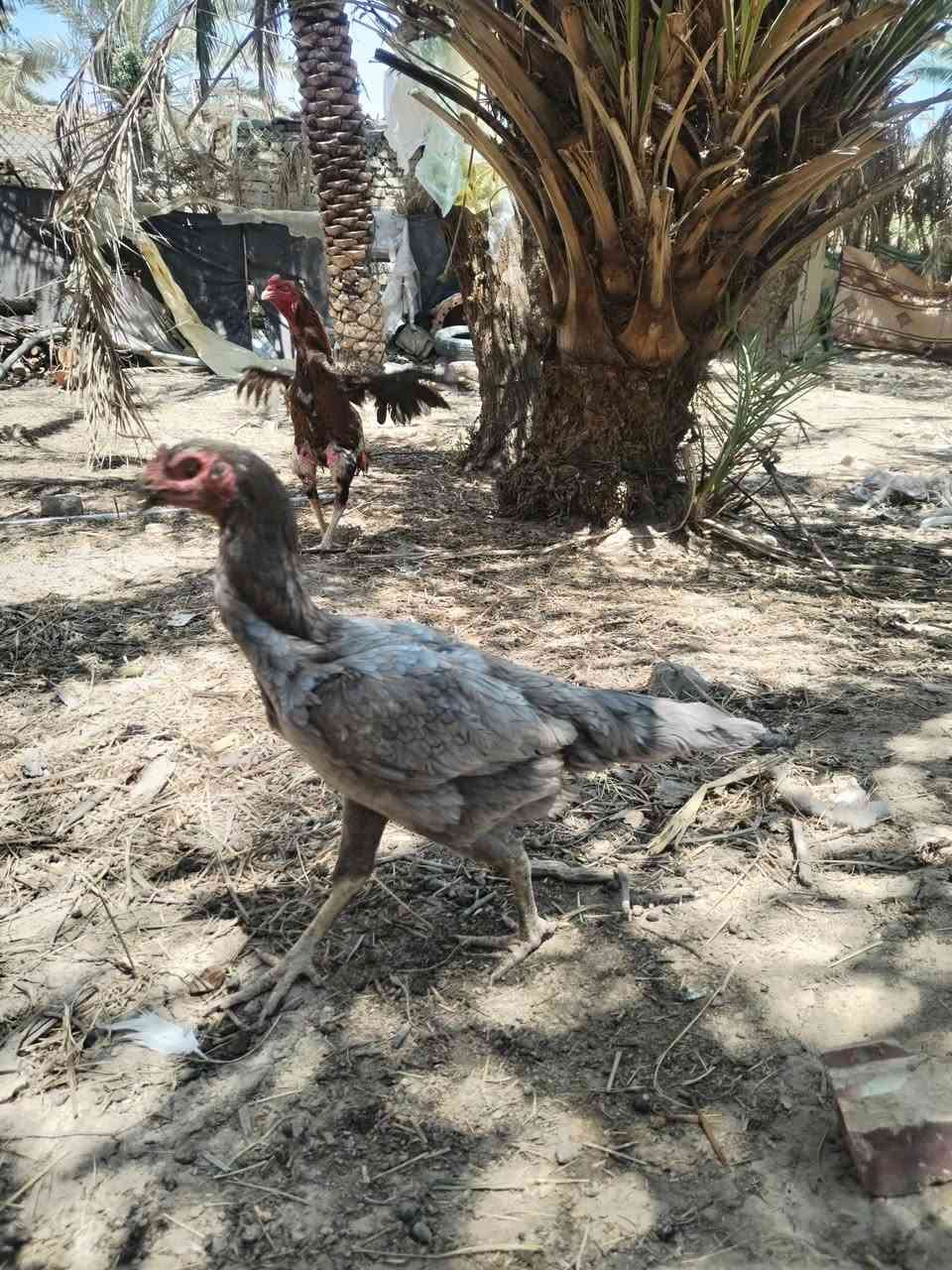 موجود دجاج للبيع هندي وكويتي
***********
