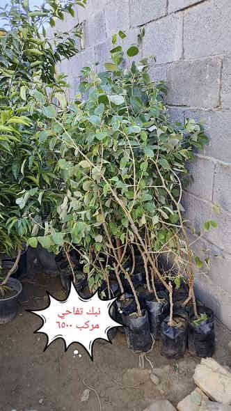 نباتات ضليه وخارجيه التوصيل مجاني لمناطق واحياء كربلاء فقط 
الحجز واتساب ***********
