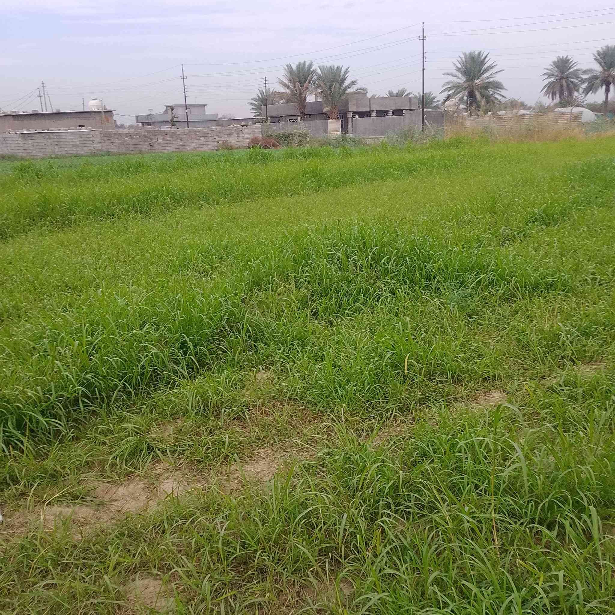 بسم الله الرحمن الرحيم  كاع للبيع
كاع  دونم ونص  زراعي  على شارعين يعني الكاع اله وجهيتين +مي +كهرباء  قرب جامعالتقوىالسعر 175مليون وبيه مجال  الشراي يتصل على  هاذ رقم ***********
