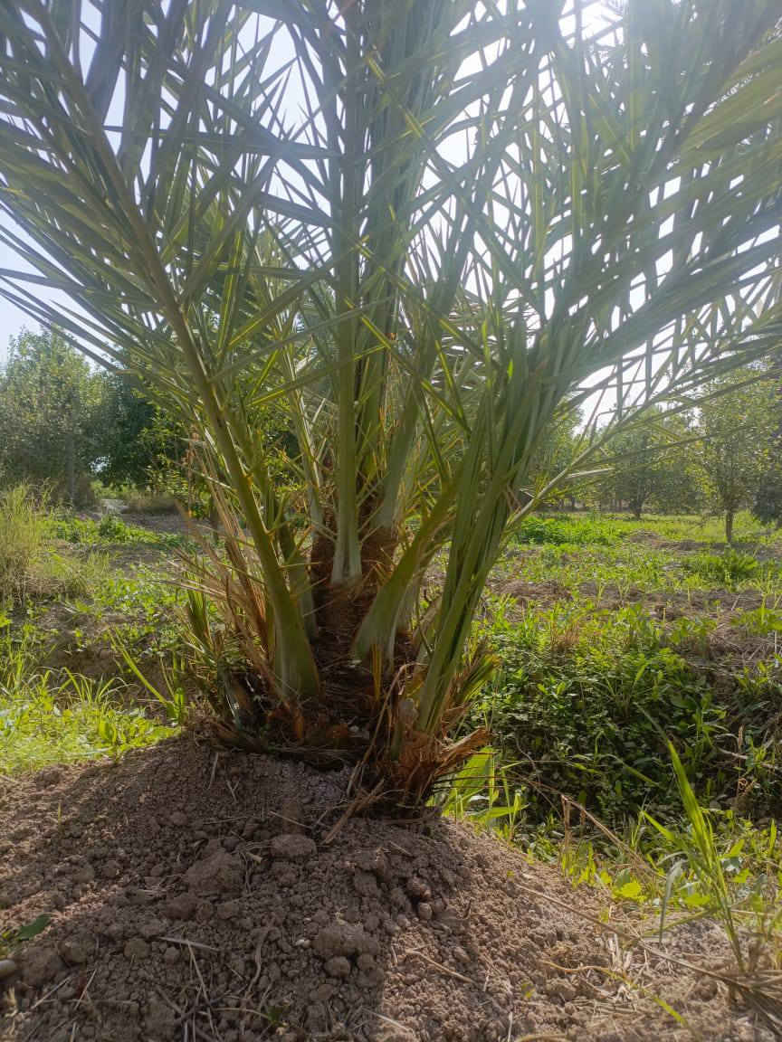 يا الله متوفر 5اميات مجهول تنلقع بطينته تكون نسبه نجاح أن شاء الله 100/100العنوان واسط عزيزيه ضمان الصنف والجوده ***********
