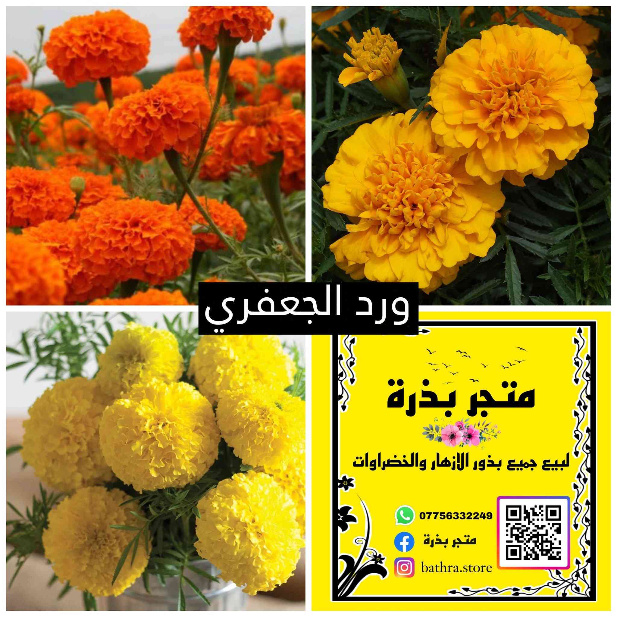 السلام عليكم ✋
متوفر مغلفات بذور منها موسمية ودائمية البذور تاريخ انتاجها ٢٠٢٥-٢٠٢٤ وتاريخ انتهاء ٢٠٢٨-٢٠٢٧ 

🌱🌱متاح ايضا بذور خضراوات🌱🌱

♦سعر المغلف المفرد ١٥٠٠ دينار ♦

✅ العروض المتاحة✅

1- سعر ١٢ مغلف ب ٢٠ الف مع التوصيل 

2- سعر ١٥ مغلف ب ٢٥ الف مع التوصيل 

3- سعر ٢٠ مغلف ب ٣٠ الف  مع التوصيل 

توصيل جميع المحافظات ٥٠٠٠

للتواصل مراسلة الصفحة او التوصل على الواتس اب على الرقم ***********
