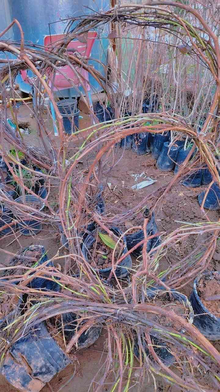 السلام عليكم 
وجبة جديده من الفواكه👇
عرموط ب 3000.
مشمش ب 3000
خوخ ب 3000
تفاح. اصفر خشن ب 3000
تفاح ابراهيمي ب 3000
ألو دموي سوري ب 3000
تين عقرة ارتفاع متر ب 2000
تكي عراقي اسود ب 3000
كالبتس ارتفاع مترين ونص ب 3000
دفله ب 2000
سبحبح ب 3000
ياس. ب 2000

عنب حلواني ارتفاع 3 امتار واكثر ب 12 
انكدنيا راتفاع مترين ب 10
برتقال ابو الصرة. ارتفاع مترين ب 8000
يوسفي فرنسي ارتفاع متر و80 ب 8000
نومي ارتفاع مترين ونص ب 8000
كالبتس ارتفاع مترين ونص ب 3000
برتقال صيني قزمي ب 8000
ربتقال صيني ارتفاع. مترين ونص ب 15000
تين اسباني. ارتفاع مترين ونص ب 7000
تين اسود عقرة  ارتفاع مترين ب 7000
مشمش عقرة ب 6000
خوخ عقرة ب 6000
عرموط جبلي ب 6000
تفاح ارتفاع اكثر. من مترين ونص ب 6000
شب الليل ارتفاع متر ونص ب 5000
برتقال ارتفاع متر ونص ب 5000
نومي ارتفاع متر ونص ب 5000
يوسفي ارتفاع متر ونص ب 5000
ثويا ب 3000


**إذا كنت صاحب هذا الإعلان وتريد حذفه لأي سبب، رجاءا أرسل رسالة إلى الدعم الفني**