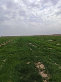 10دوانم دغل للبيع /علئ نتصال ع رقم 07802628571