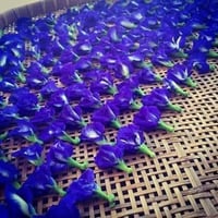 بذور نادرة • ورد متسلق • الشاي الأزرق