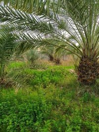 بستان • طابو • ابو الخصيب