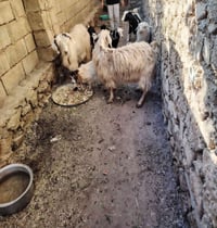 عنوز • ماعز • جدي • حيوانات • مواشي • صحة جيدة • معالفات