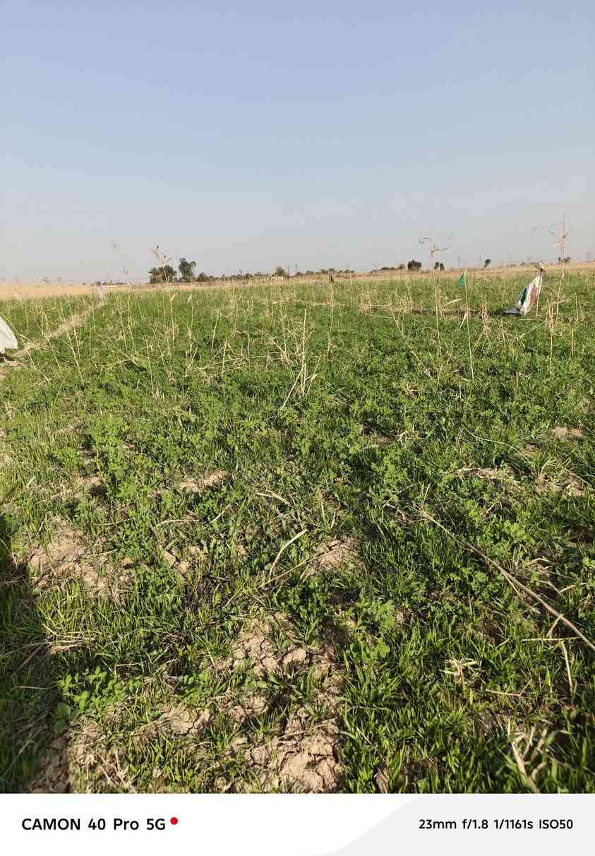 سلام عليكم رض عقد ١١٧زراعي ١٠ دوانم وره زجاجيه كهرباء مي سقي تبليط ***********
