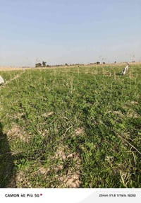 رض عقد ١١٧زراعي ١٠ دوانم وره زجاجيه كهرباء مي سقي تبليط 07866302741