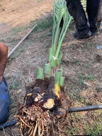 أن شاء الله موسم خير وبركه على الجميع يتوفر لدينا جميع احجام النخيل 🌴 ...