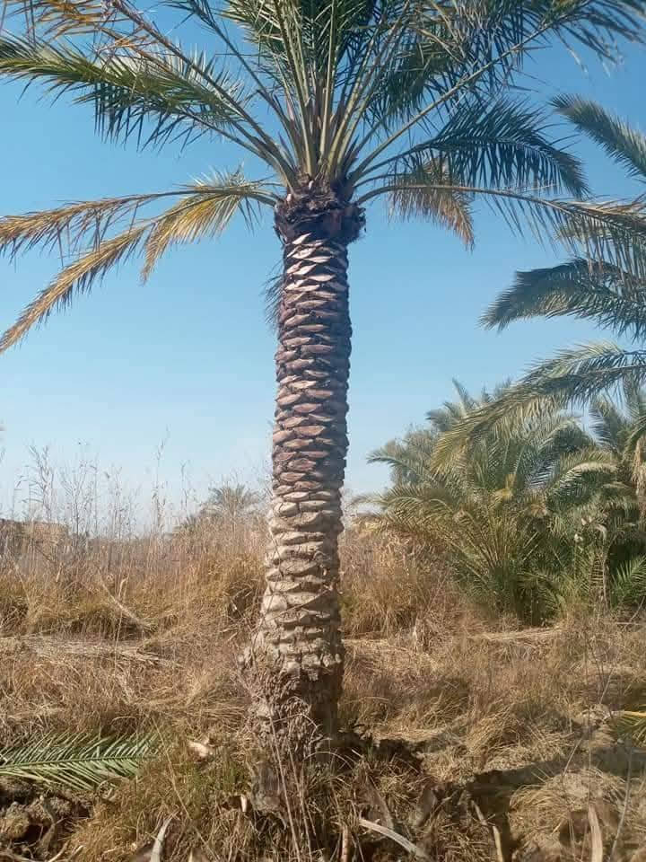 تكريب نخل ***********
