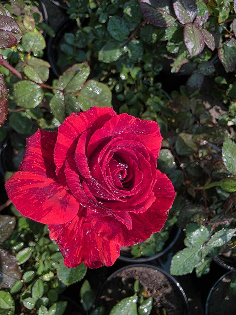 اللهم صل على محمد وال محمد 
🌸 الألوان المميزة والغريبة… يمنا!
إذا تحب التميز بحديقتك ، وفرنا لكم شتلات بألوان نادرة وجذابة تضيف لمسة جمال مختلفة.
نباتات مختارة بعناية، وألوان ما تشوفها بكل مكان.
🌿 تعال واختار الشتلة اللي تعجبك
لأن الجمال الحقيقي يبدأ من مشتلنا 
العنوان السدة حي البكر شارع دبي مقابل الكوريش 
للاتصال ***********_***********
