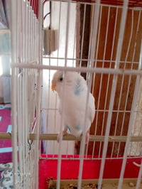 بلابل • طير حب