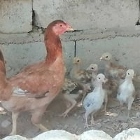 دجاجة • ست فروخ • ديالى المقدادية