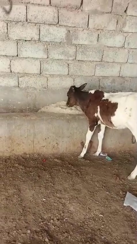 السلام عليكم مكلف بل نشر لاتراسلني ماعرف السعر
متاح حوليه زراعيه مال جنايه شرط الجل والشرب والنصاحه الشراي اتصل وتدلل العنوان الشرقاط قريه شكراً  ***********
