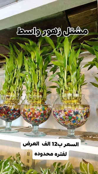 عرض عصى موسى ام 15 مع الدورق سويناها ب12 الف توصيل داخل الكوت فقط
يفتح المشتل طيله ايام الاسبوع من الساعه 8:00 صباحا والى الساعه 9:00 ليلآ
#مشتل_زهور_واسط العنوان كوت فلكه الحاوي شارع مجمع دمشق الطبي مقابل ابتدائية الكوت للتعليم الأساسي #يوجد_توصيل_داخل_الكوت
*********** لطلب والاستفسار واتساب  او مراسله الصفحه الشخصيه بلال الواسطي🌹😊
