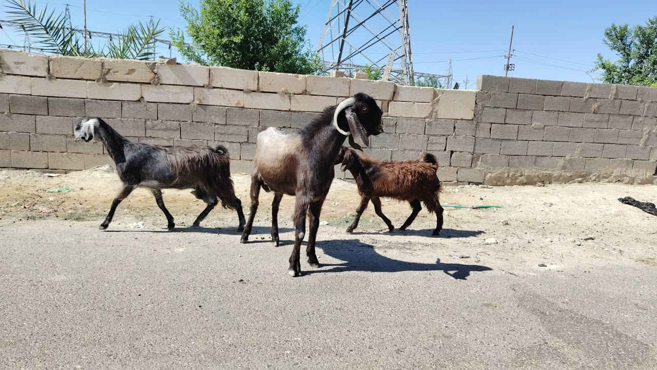 بسم الله تبارك الرحمن
فحل سوري دبسي شرط لفحوليه خشان وطول خير من الله مبدل 6 سنون مال جنيه شكايت توم كامل مواصفات الجنيه السعر مطلوب بي 535 وبي مجال للشراي مكان الانبار حديثه *********** وبي واتساب
 توصيل موجود جميع محافضات العراق
