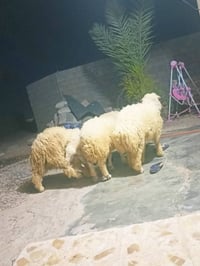 سلام وعليكم يوجد طليان قوزي لحم رقم واحد 7 طليان سعر الجوز 650 0783704...