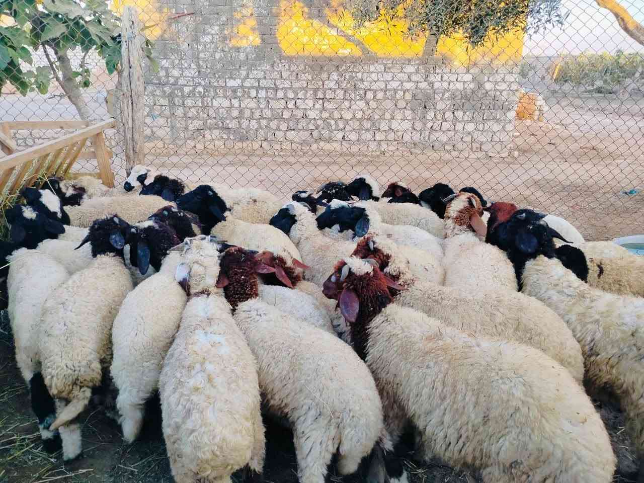 { مملكه ابو فرج للاغنام البرقي} 
بسم الله ما شاء الله..
🐏 متاح للبيع عدد 37 رأس ذكور برقي حر ✅ فيهم 7 نُوتي 📌 الأعمار: 4 إلى 5 شهور 🌾 تربية ممتازة وجاهزة للتسمين.
💰 السعر مميز جدًا ومنافس للمربين والتجار.
📍العنوان: الإسكندرية – العامرية – كينج مريوط
📞 للتواصل والاستفسار: 
( عمده ابو فرج العزومي ) 
01108356125 
           01205209440
 
مملكه ابو فرج للاغنام البرقي 
خبرة وجودة في تربية الأغنام البرقي.


**إذا كنت صاحب هذا الإعلان وتريد حذفه لأي سبب، رجاءا أرسل رسالة إلى الدعم الفني**