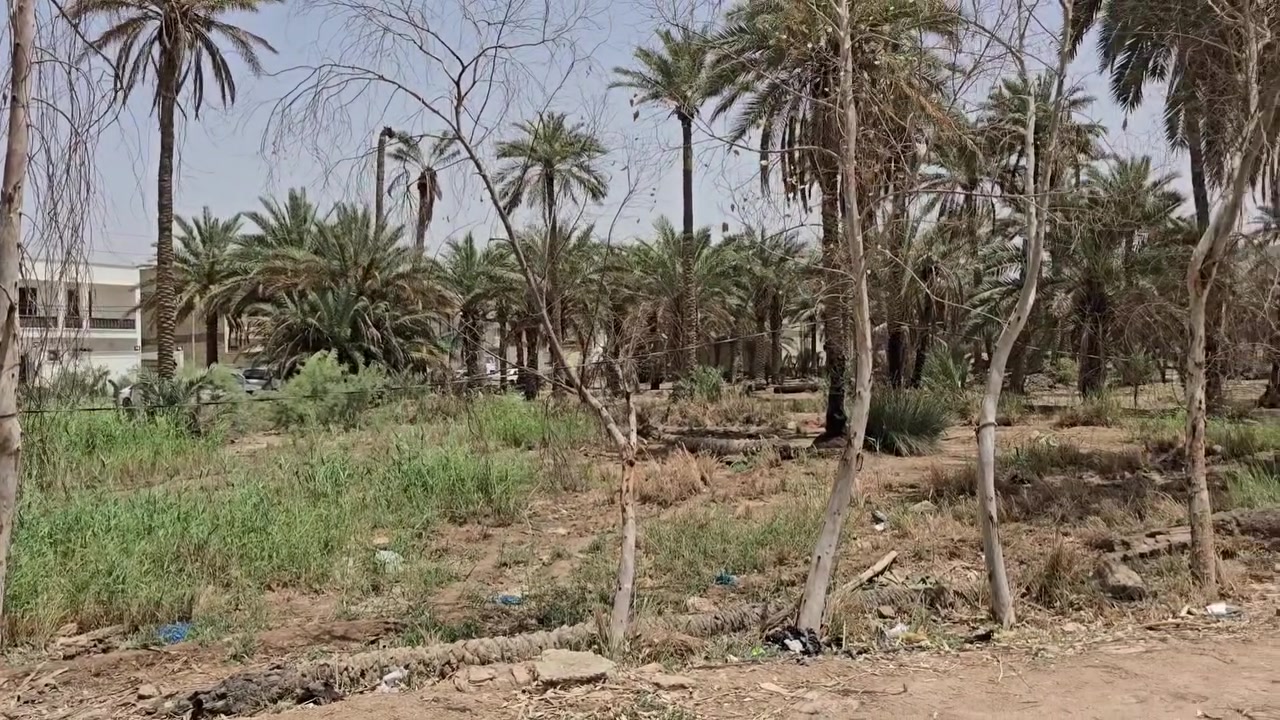 أرض زراعية للبيع 

🔴 التفاصيل 

🔹️ موقع تجاري متميز 
🔹️ على الشارع العام 
🔹️ الأرض مطلة على اكثر من شارع 
🔹️ مساحة الأرض الكلية 3.5 دونم
🔹️ طابو زراعي 
🔹️ سند 25
🔹️ متوفرة جميع الخدمات 

🔸️ موقع الأرض خلف محطة وقود ريبال . قرب جسر الامام علي 

🟥 موقع المكتب : الكوفة شارع ال عيسى 

للتواصل والاستفسار 
***********
***********
امجد ابو حسن
