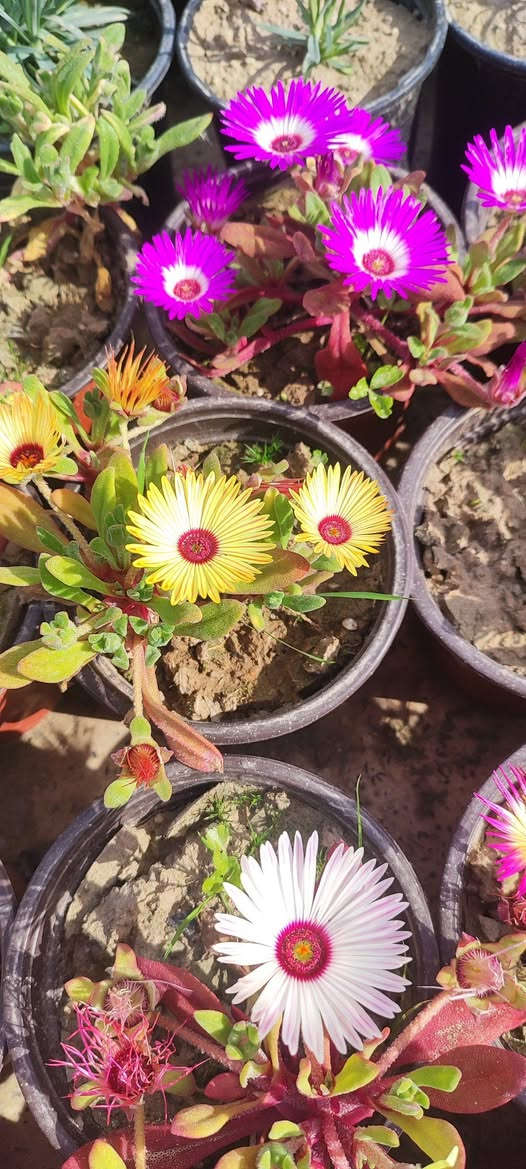 ازهار حشيشة الثلج أو النزناز الشتوي
موسمي يزهر خلال فصل الربيع 
تتفتح أزهاره في الصباح على ضوء الشمس و لغاية ذهاب الشمس عنها وتنتج البذور في نهاية الموسم
سعر السندان الف دينار 
توصيل فقط لأغلب أحياء الموصل 
سعر التوصيل حسب المنطقه 
للطلب يرجى مراسلة الصفحة


**إذا كنت صاحب هذا الإعلان وتريد حذفه لأي سبب، رجاءا أرسل رسالة إلى الدعم الفني**