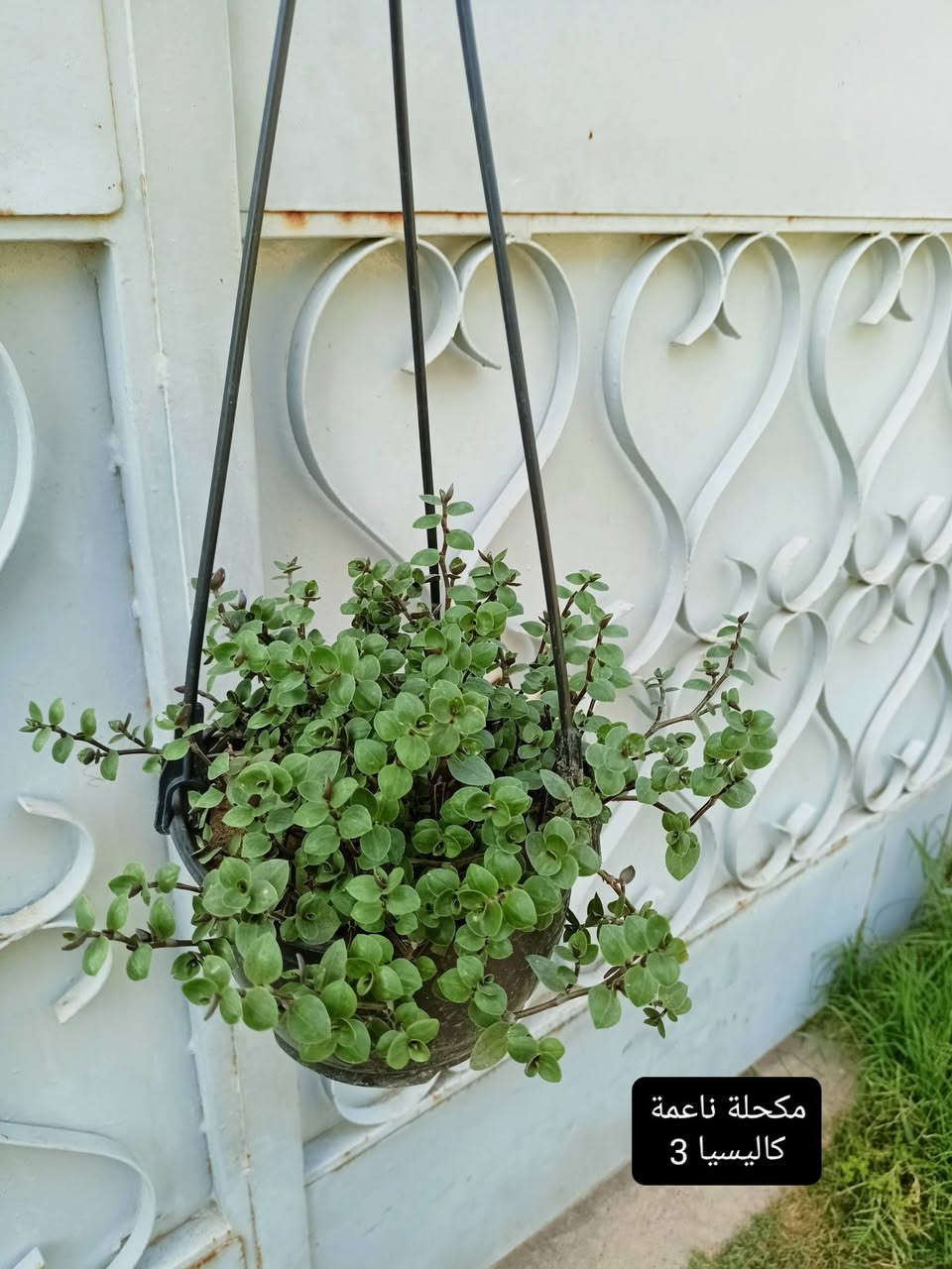 نباتات للبيع وبأسعار مناسبة الأسعار داخل كل صورة بالمنشور للحجز مراسله الصفحه ولا تنسوا متابعه الصفحه 🌷


**إذا كنت صاحب هذا الإعلان وتريد حذفه لأي سبب، رجاءا أرسل رسالة إلى الدعم الفني**