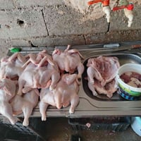 عامل ذبح دجاج • خبرة • كربلاء الحسينية