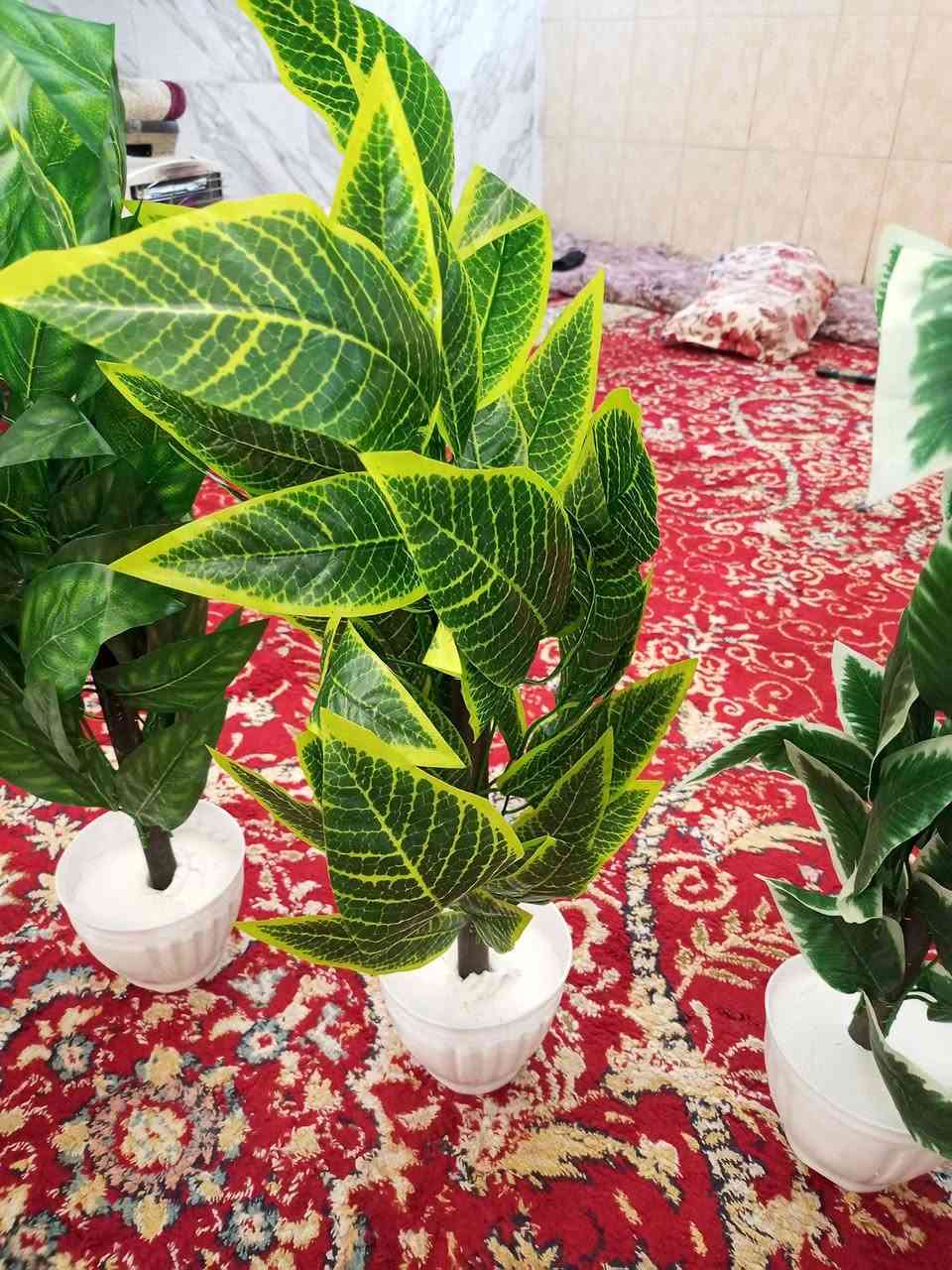 ،،،،،،،،،،،،،،، مشتل الجمعيه..................
لكثره طلب الزبائن توفر وجبه جديده من الزرع الصناعي
ارتفاع 70 سم السعر 8000....2ب...15000
الدجيل الجمعيه خلف الدفاع المدني 
للاستفسار *********** واتساب مازنجر 
توجد لدينا خدمه توصيل داخل الدجيل 💯
