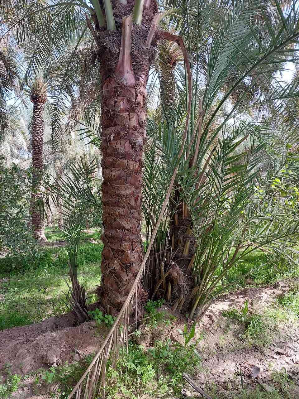 @0السلام عليكم يوجد نخل للبيع احجام خشنه وحجام قنينه عنواني صلاح الدين سامراء الستفسار ***********
