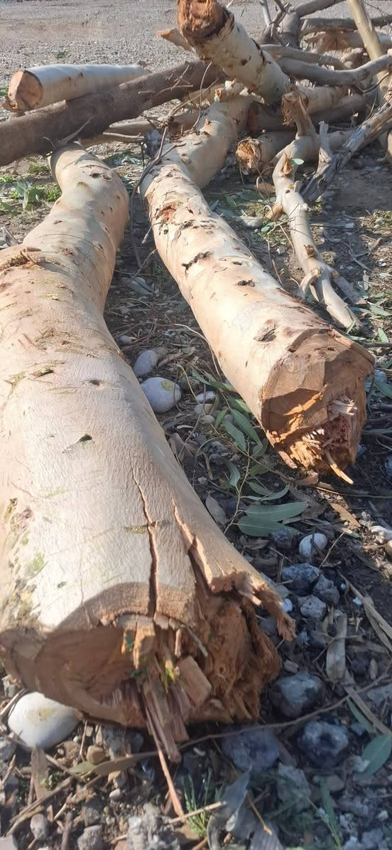 ئەم دارانە بۆفرۆشتن مشتەری نامە بنێرێ یان پەیوەندی بکا ***********
