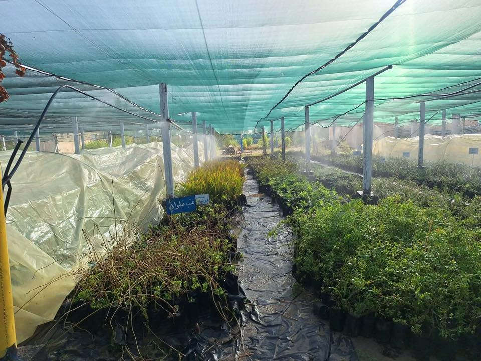 إعلان من مشتل النجف التخصصي 🌿

يسرّنا دعوتكم لزيارة #مشتل_النجف_التخصصي والاطلاع على أجود #الشتلات والنباتات المتوفرة لدينا 🌱🍃

✨ يتوفر لدينا:

 • شتلات فاكهة متنوعة
 • #نباتات زينة
 • إشراف وإرشاد زراعي متخصص

📍 العنوان:
شارع نجف كربلاء – عامود 173 – قرب أكاديمية الشرطة

🕒 أوقات الدوام:
من الأحد إلى الخميس
من الساعة 8:00 صباحًا إلى 1:00 ظهرًا

🌱 #مشتل_النجف_التخصصي – خبرة وإنتاج يخدم زراعتكم #دائرة_البستنة


**إذا كنت صاحب هذا الإعلان وتريد حذفه لأي سبب، رجاءا أرسل رسالة إلى الدعم الفني**