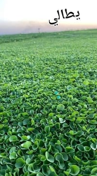 هندي فرنسي وايطالى للبيع توصيل كافت محافظات مع كادر عمل فرش وتأسيس مرش...