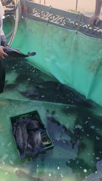 سمج القفص • درجة أولى • الاسكان الصناعي