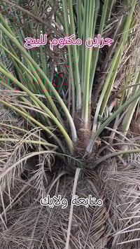 جراين مكتوم • واسط الكوت • القلع امام المشتري