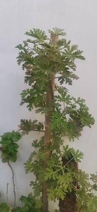 نباتات ظلية • مستلزمات نباتات • توصيل