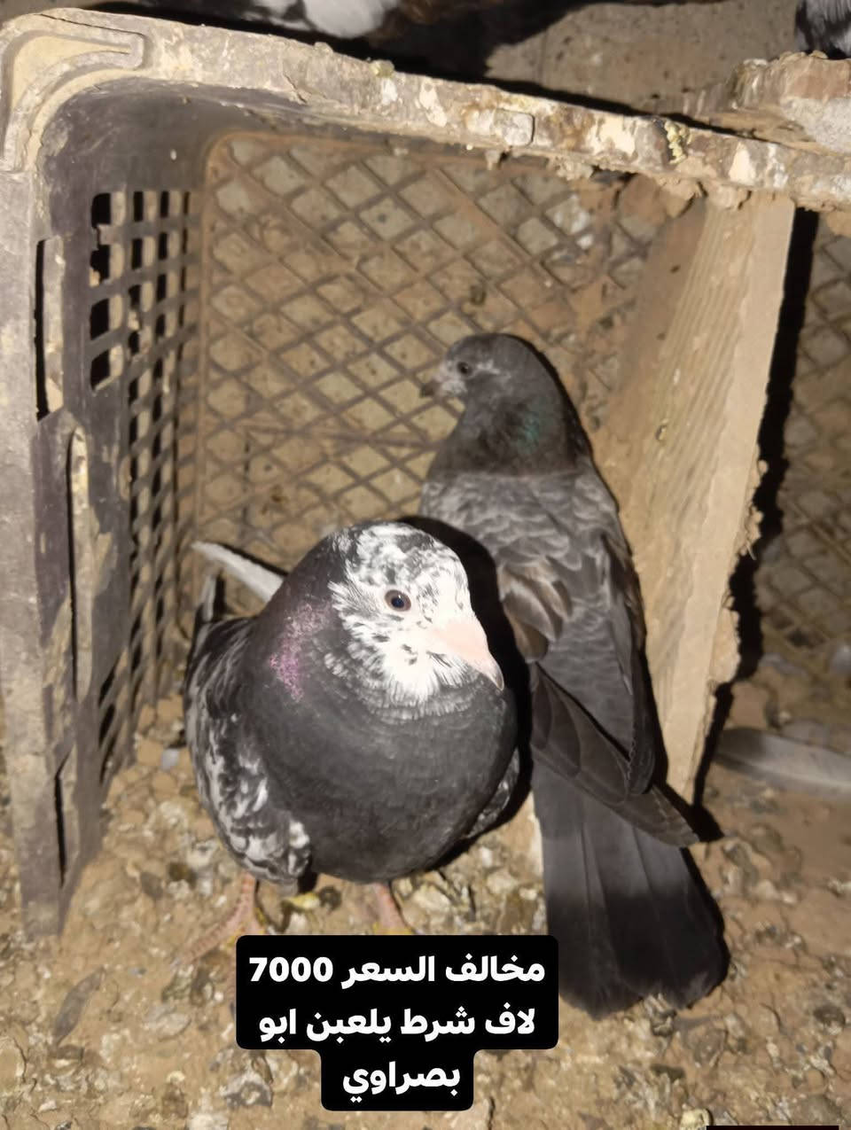 شراي تعال خاص وتدلل


**إذا كنت صاحب هذا الإعلان وتريد حذفه لأي سبب، رجاءا أرسل رسالة إلى الدعم الفني**