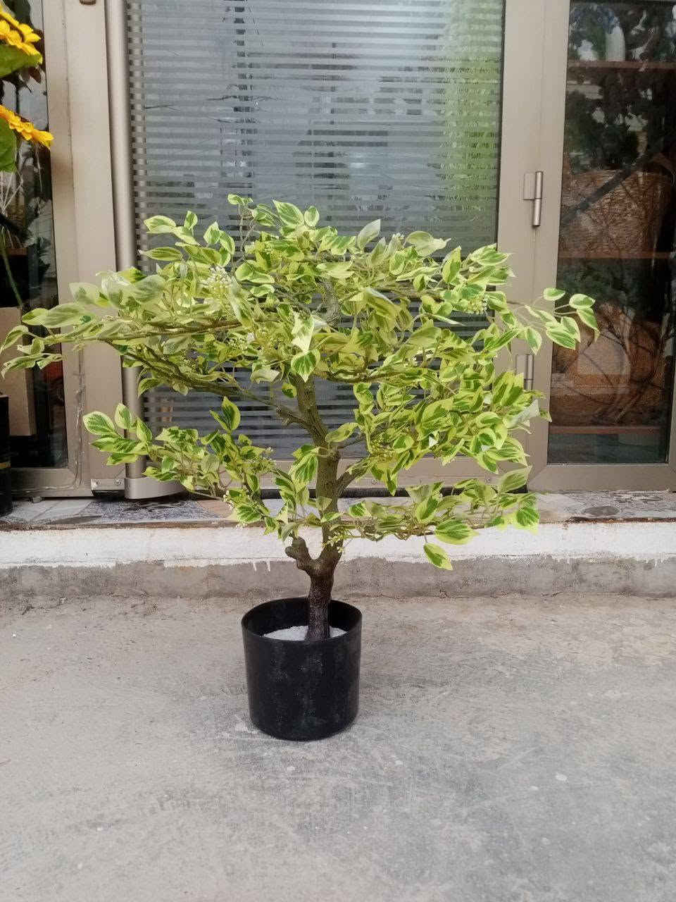 مجموعة نباتات مميزة وجذابة تخلي المكان يجنن 😍
متجر #سعفة
موقعنا هيت شارع حي الجمعية الاولى خلف المركز الصحي
متواجدين يوميا من الساعة 3 عصرا حتى الساعة 11 ليلا
خدمة التوصيل لجميع مناطق العراق 🚕


**إذا كنت صاحب هذا الإعلان وتريد حذفه لأي سبب، رجاءا أرسل رسالة إلى الدعم الفني**