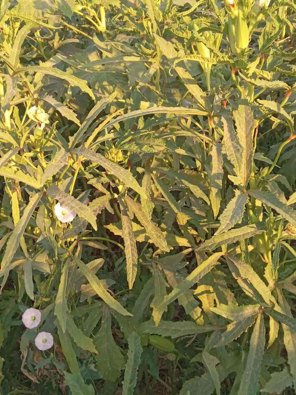 السلام عليكم بذور بانيه درجة اولى متعهده شرط متعهده للحوي وذني نفسهن  البصوره سعر الكيلو 30الف وبي مجال قليل  من زرعنه يعني مال فلاح شرط متعهدهه
مكان بابل‏

***********
